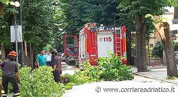 Un tiglio fradicio si abbatte su viale Roma: che rischio a Matelica, salve anche le auto parcheggiate - corriereadriatico.it