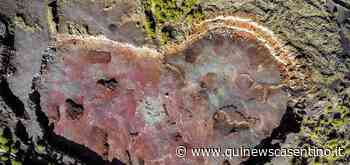 La tutela dell'ambiente diventa mostra fotografica - Qui News Casentino