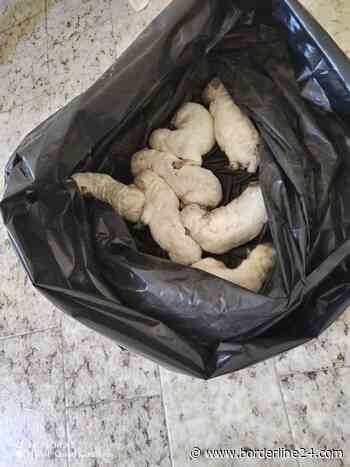 Abbandonati sette cuccioli in una busta a Mesagne: "Serve urgente aiuto per allattarli" - Borderline24.com