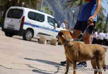 Cigarettes, déjections canines, occupation des plages... Comment Menton veut en finir avec les incivilités