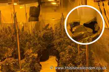 Drugs worth £530k seized in Loughton cannabis factory raid