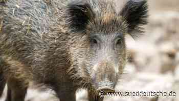 Agrar - Hannover - Landesjägerschaft: Kadaver sollten zügig untersucht werden - Wirtschaft - Süddeutsche Zeitung - SZ.de
