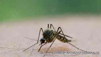 Mücken bekämpfen: Mit diesen Hausmittel vertreiben Sie die Plagegeister