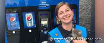 Un chat se faufile dans une machine distributrice