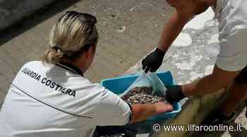 Guardia Costiera: da Sperlonga a Minturno, weekend estivo di controlli serrati sulle spiagge - Il Faro online