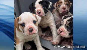 Search is on for rare puppies stolen after breeder's sudden death - Kamloops News - Castanet.net
