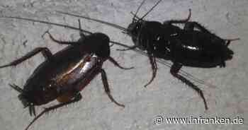 Kakerlaken und Ekel-Geruch kommen aus Wohnung in Erlangen: Besorgter Hausmeister ruft Polizei - der bietet sich 'Bild des Grauens' - inFranken.de