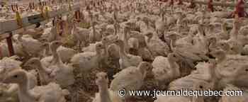 Grippe aviaire: un deuxième élevage de la région de Québec touché