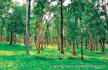 Sandalwood statues go missing from forest office at Kerala's Paruthippally - The New Indian Express