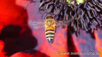Bienen- und Honigdiebe auf Fehmarn unterwegs - Süddeutsche Zeitung - SZ.de