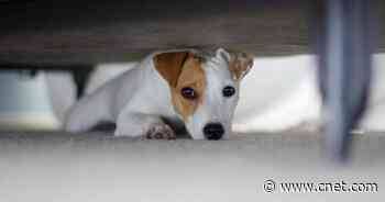 6 Vet- and Owner-Approved Tips for Keeping Your Dog Calm During July Fourth Fireworks     - CNET