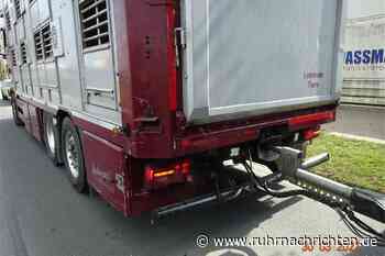 Bei Viehtransporter-Kontrolle: Polizei stellt Verstöße gegen Tierseuchenrecht fest - Ruhr Nachrichten