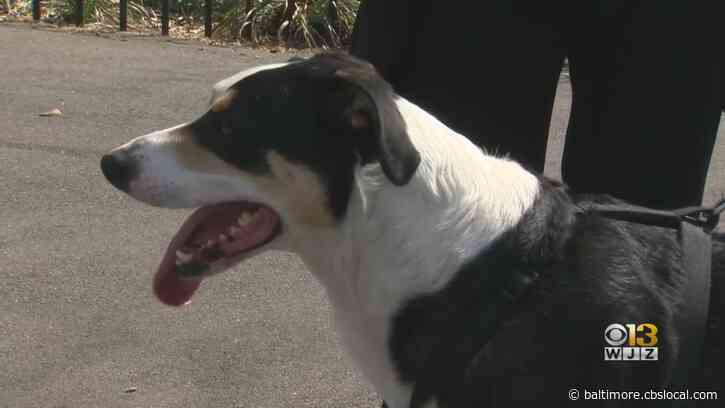 Those Fireworks Might Frighten Your Pet. Here’s To Keep Them Safe & Comfortable