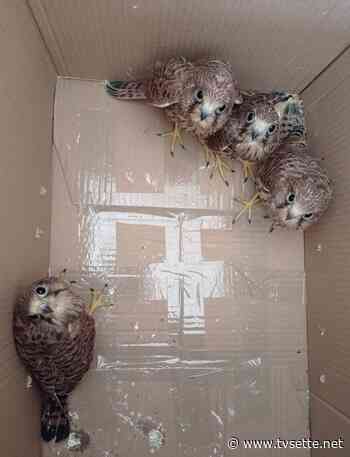 La LIPU sannita soccorre 6 uccelli rapaci - TV Sette Benevento