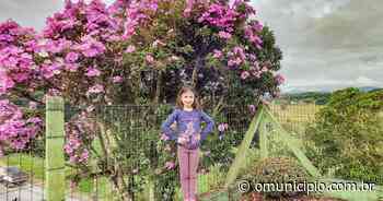 VÍDEO – Moradores da região de Brusque apresentam suas flores de manacá - O Município