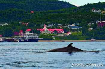 Ours to Discover Quebec: Historical Tadoussac is a whale of an adventure - Wheels.ca