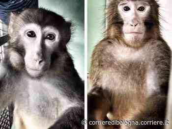 Macachi, animalisti in piazza contro le sperimentazioni dell’università di Parma - Corriere