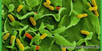 Tödlicher Listerien-Ausbruch in Bayern: Ein Betrieb im Fokus der Behörden - Nordbayern.de