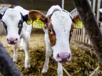 Boeren staat mogelijk nog een dreun te wachten: Brussel besluit deze week over mestbeleid - wnl.tv