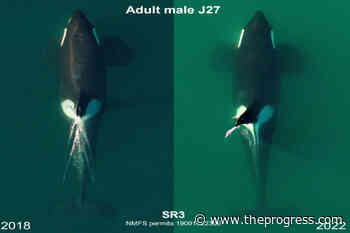 12 southern resident killer whales designated as 'vulnerable' – Chilliwack Progress - Chilliwack Progress