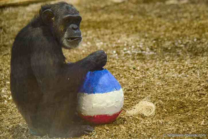 Maryland Zoo Animals Treated To Edible Fourth Of July Celebration