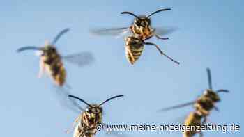 Tipps gegen Wespen: So vertreiben Sie die Insekten ohne Probleme