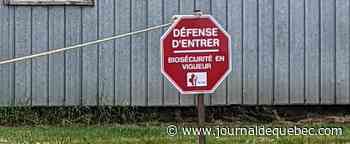 Saint-Gabriel-de-Valcartier: un nouveau cas de grippe aviaire qui inquiète