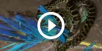 VÍDEO: Registro raro mostra ‘abraço mortal’ de sucuri em arara - ND Mais