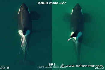 12 southern resident killer whales designated as 'vulnerable' – Nelson Star - Nelson Star
