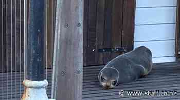 Cute visitor takes shine to popular Nelson venue - Stuff