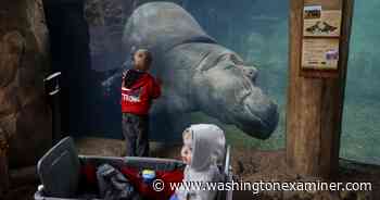 WATCH: Bibi the hippo is on birth watch at Cincinnati Zoo - Washington Examiner