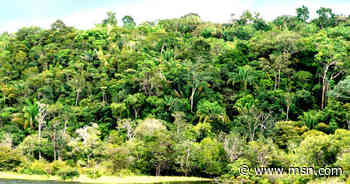 Loteamento clandestino em Cotia é alvo de operação do Gaeco - MSN