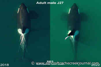 12 southern resident killer whales designated as 'vulnerable' – Ashcroft Cache Creek Journal - Ashcroft Cache Creek Journal