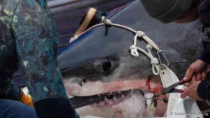 Researchers see little evidence that more white sharks prowling North Atlantic