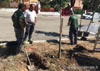 Cento nuovi alberi in città, iniziata la messa a dimora - Gallery - Zonalocale - Zonalocale