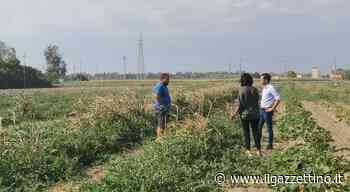 Emergenza siccità, produzioni agricole crollate del 30 per cento - ilgazzettino.it