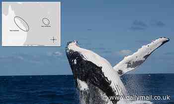 Whales learn complex songs from each other in 'rare cultural exchange' for non-human species