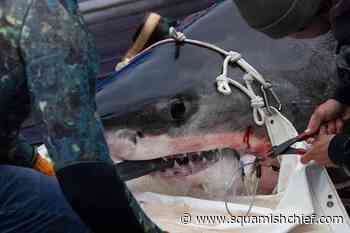 Researchers see little evidence that more white sharks prowling North Atlantic - Squamish Chief