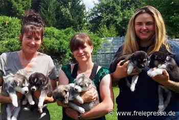 Seltener Nachwuchs in Schneidenbacher Hundeschule Waldpfötchen - freiepresse.de