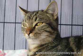 Successful markets at Killarney - Warwick Today & Stanthorpe Today