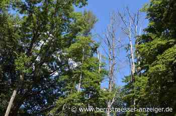 Inventur im Heppenheimer Stadtwald fällt schlecht aus - Heppenheim - Nachrichten und Informationen - Bergsträßer Anzeiger