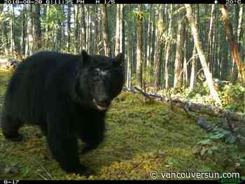 Black bear seen stalking gosling in Burnaby's Central Park is destroyed