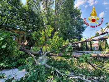 Lissone, pianta cade nel paecheggio - Il Cittadino di Monza e Brianza