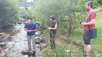 Natur in Schramberg - Der Forelle wird’s zu warm – Messungen in der Schiltach - Schwarzwälder Bote