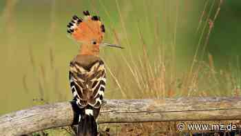 Oranienbaumer Heide ist beliebter Lebensraum für den Wiedehopf - Mitteldeutsche Zeitung