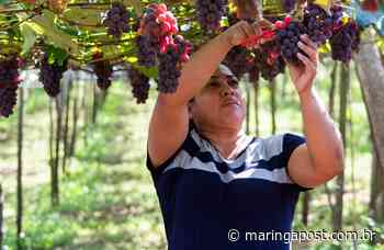 Marialva terá evento especial para as mulheres produtoras de uva - Maringá Post
