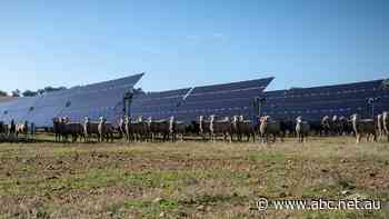 Some solar farm owners say much of the energy they generate gets 'wasted'. But the solution isn't easy