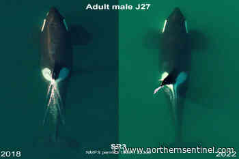 12 southern resident killer whales designated as 'vulnerable' – Kitimat Northern Sentinel - Kitimat Northern Sentinel