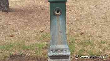 Prese di mira le vedovelle perdita d’acqua, prato allagato - IL GIORNO