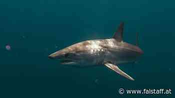Hai-Attacke im Roten Meer: Die Fakten